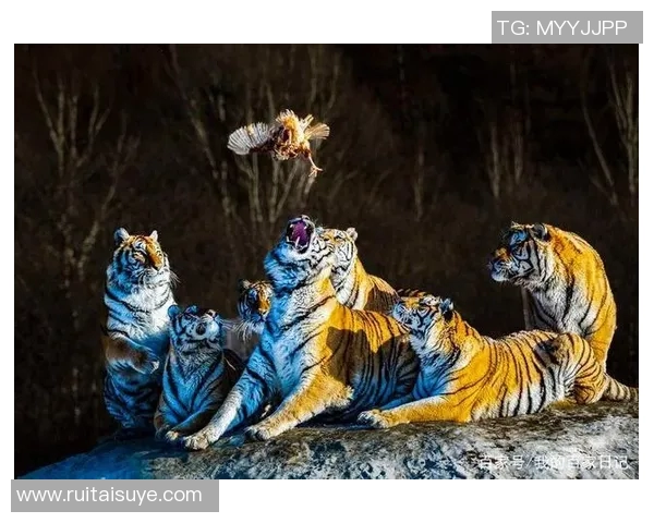 东北虎与飞虎的巅峰对决谁将成为战斗的王者